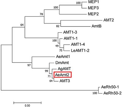 Ammonia Excretion in an Osmoregulatory Syncytium Is Facilitated by AeAmt2, a Novel Ammonia Transporter in Aedes aegypti Larvae